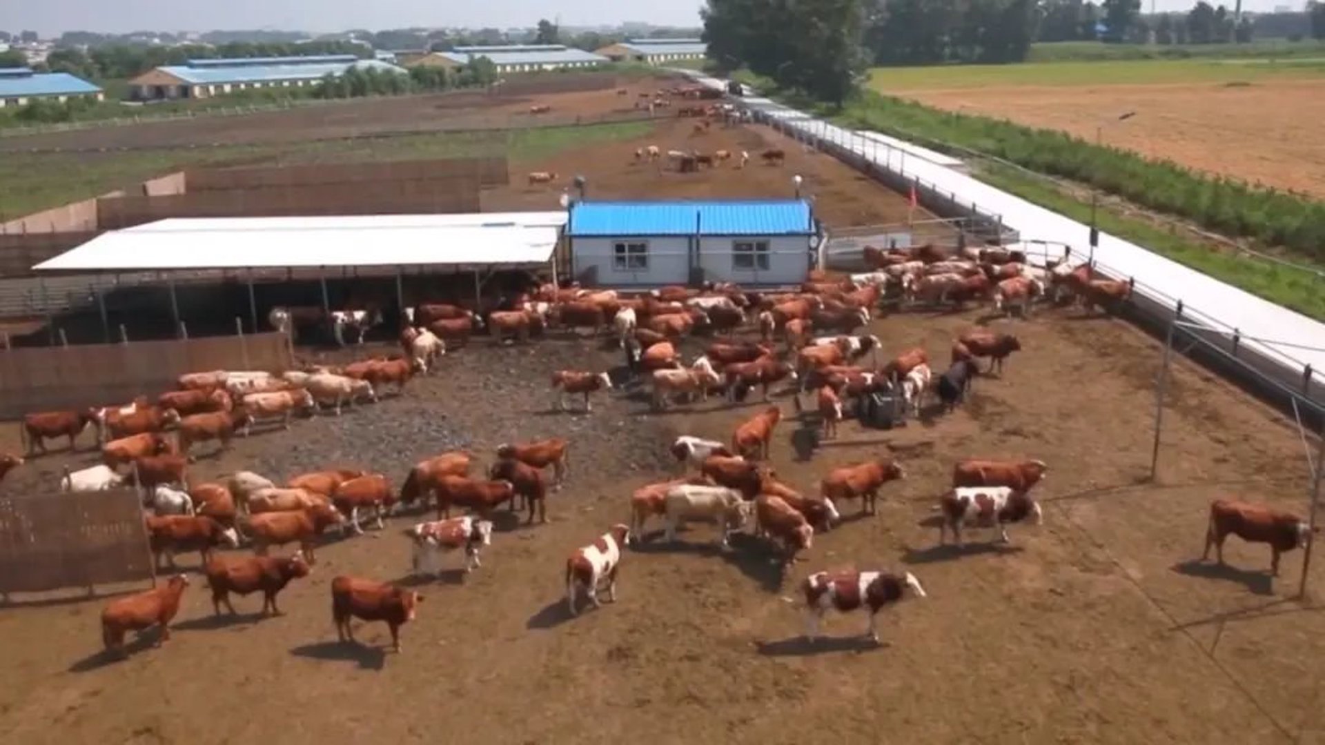 永振肉牛养殖